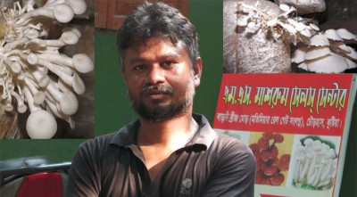 তরুণ মাশরুম চাষি সাইফুলের মাসিক আয় দেড় লাখ